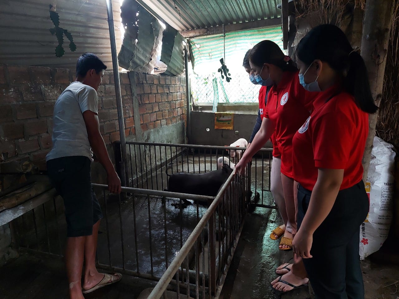 Bà Thái Kim Dung - Chủ tịch Hội CTĐ huyện An Lão ytao hỗ trợ sinh kế cho hộ nghèo Nguyễn Thanh Sơn (thôn Thanh Sơn - xã An Tân) là 01 cặp heo giống