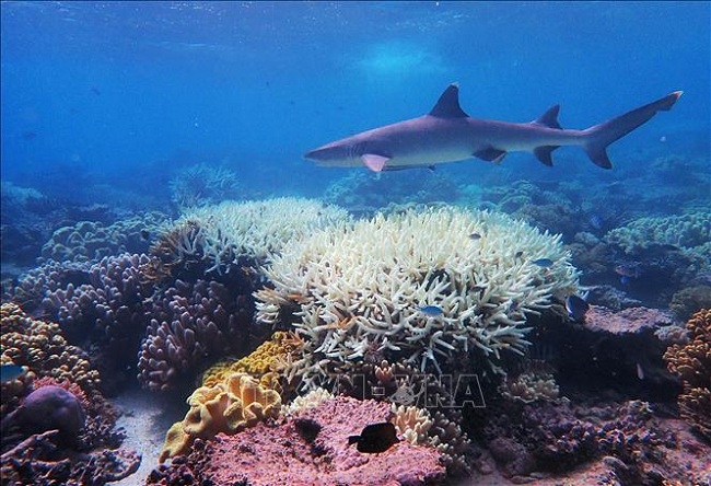 Rạn san hô Great Barrier ở Australia bị tẩy trắng nghiêm trọng. Ảnh: AFP/TTXVN