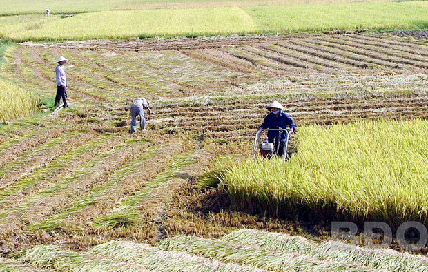 Nông dân xã Vĩnh Thuận, huyện Vĩnh Thạnh thu hoạch lúa lai.